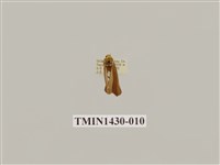 藏品(燈蛾科)的圖片